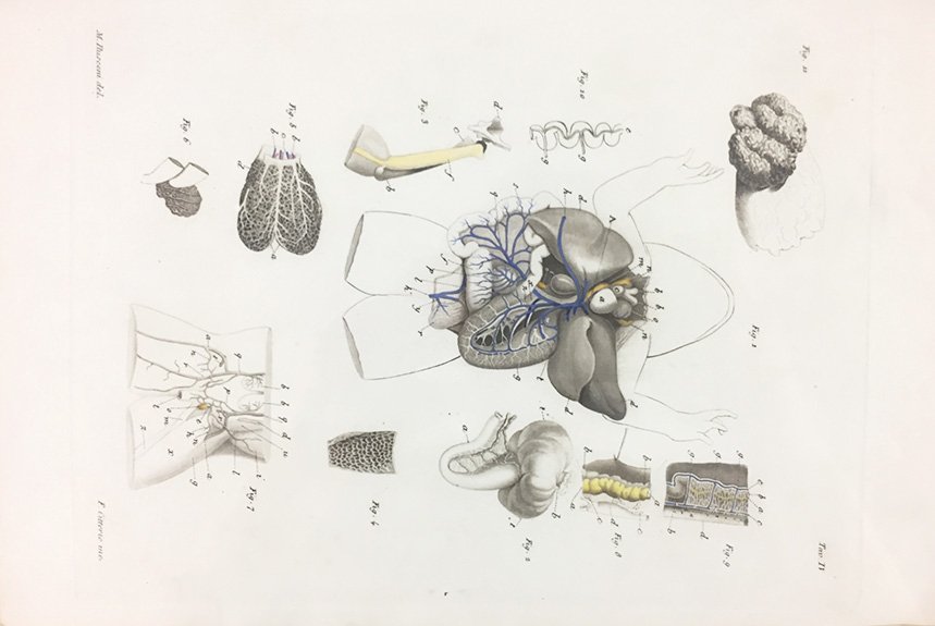[Reptiles] RUSCONI. sopra il sistema linfatico (1 of 2)