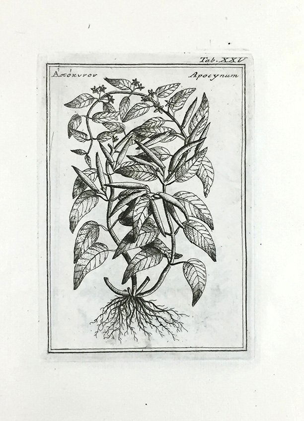 Botany. COLONNA. Fabii Columnae Lyncei Phytobasanos... (1 of 4)