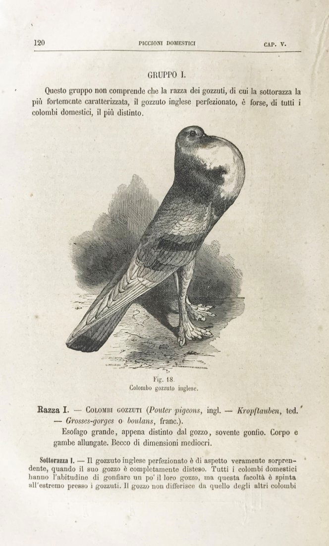 DARWIN, Charles. Variazione degli animali (1 of 4)