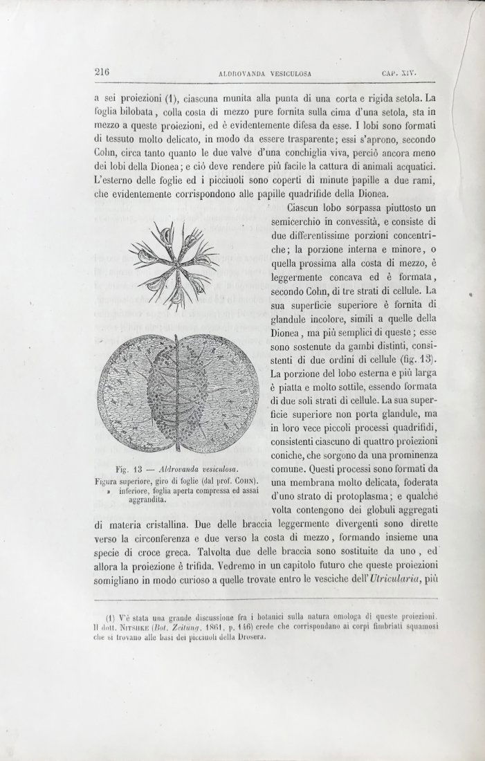DARWIN, Charles. Le piante insettivore. (1 of 2)