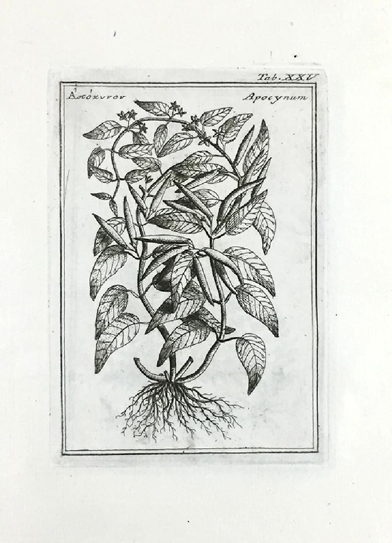 Botany. COLONNA. Fabii Columnae Lyncei Phytobasanos. (1 of 4)