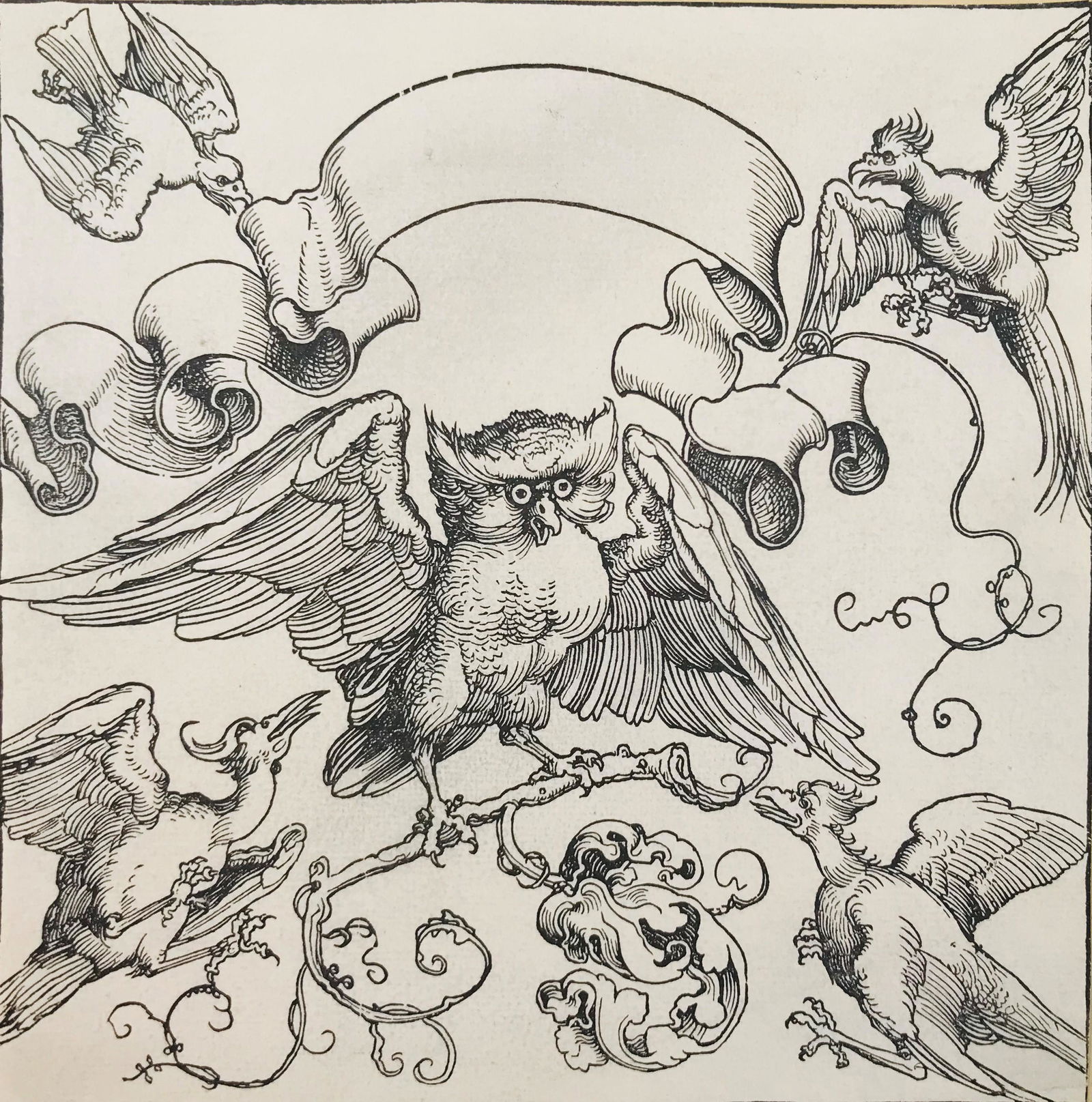 DURER. The wise owl attacked by birds. (1 of 1)