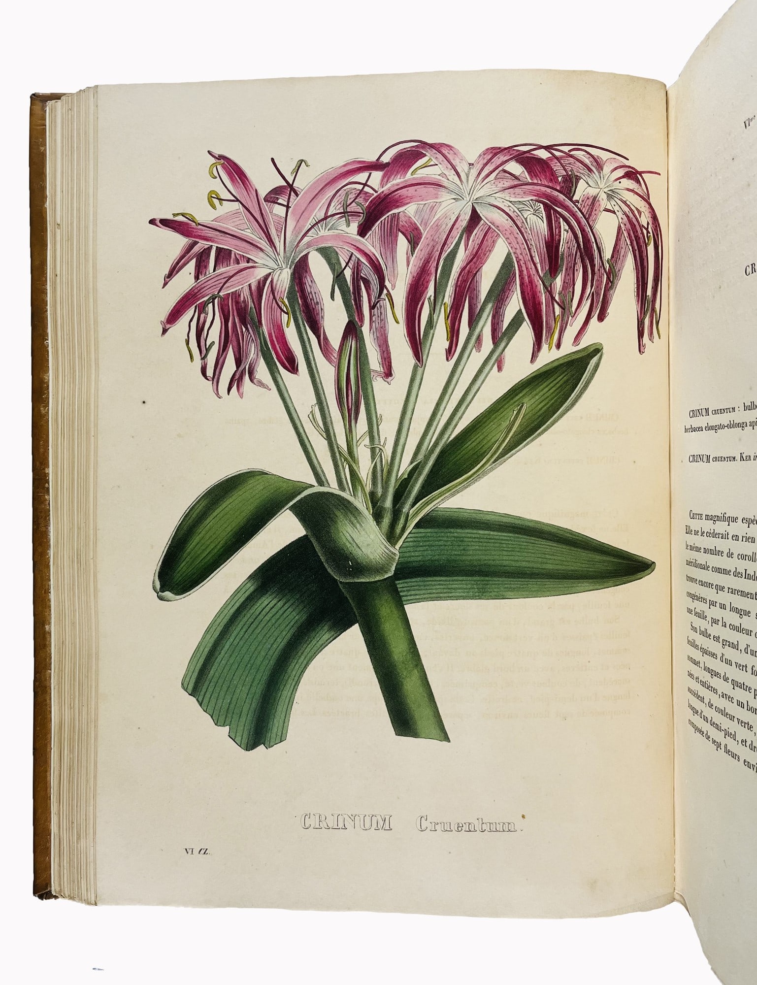 Botany. VAN GEEL - DRAPIEZ. Sertum Botanicum, Collection choisie de plantes.: VAN GEEL, Pierre Corneille – DRAPIEZ, Pierre-Auguste Joseph. Sertum Botanicum, Collection choisie de plantes…Bruxelles, Etablissement Encyclographique, 1829-18364 Volumi in-folio. 370x270