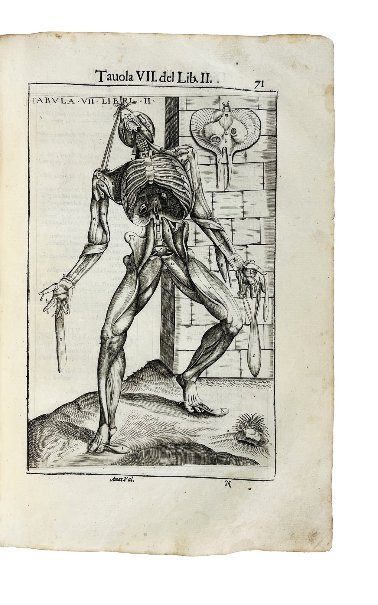 Anatomy. HAMUSCO DE VALVERDE. Anotomia del corpo humano. (1 of 4)