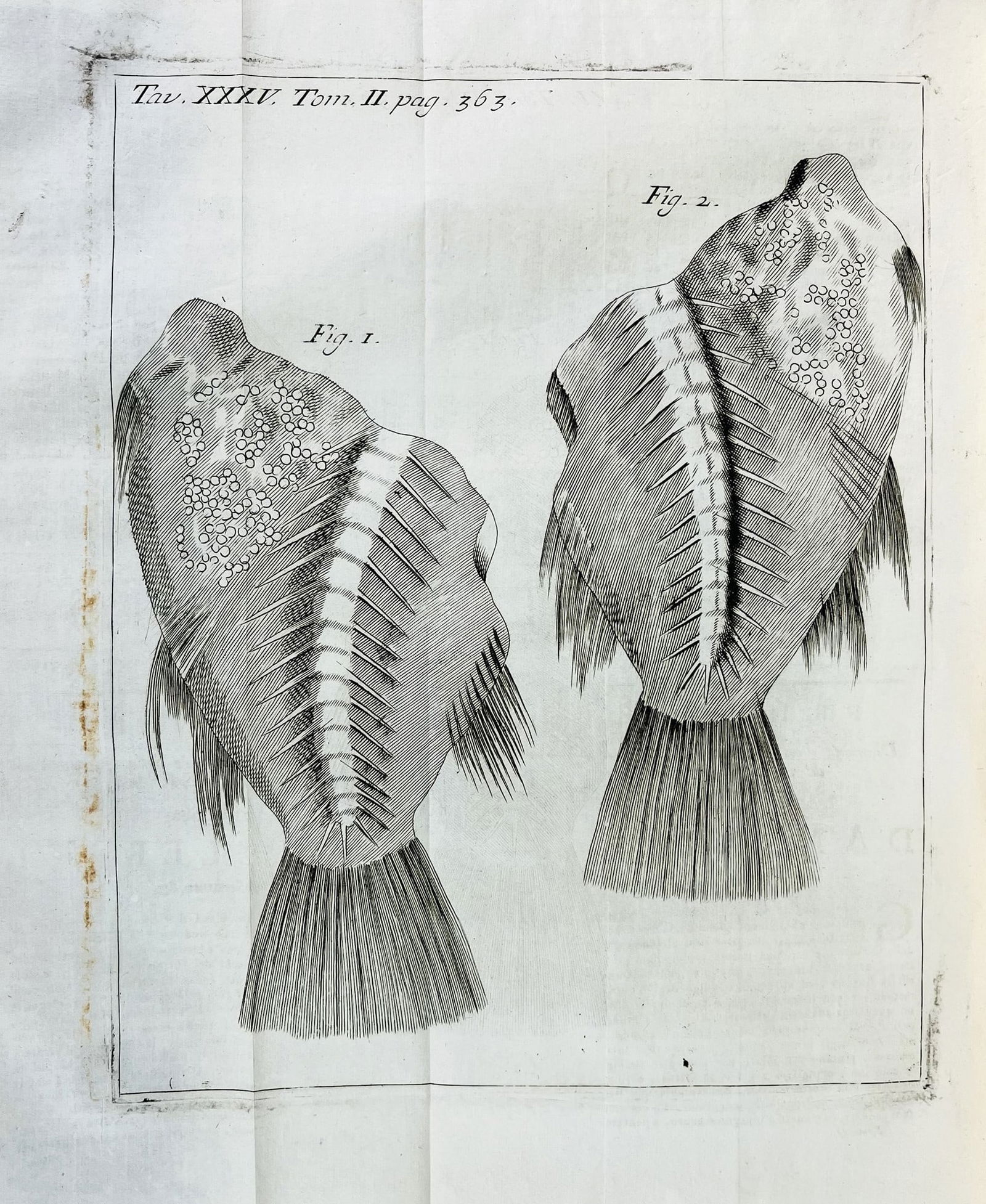 Complete works of Vallisnieri. VALLISNIERI. Opere fisico-mediche stampate e manoscritte. (1 of 2)