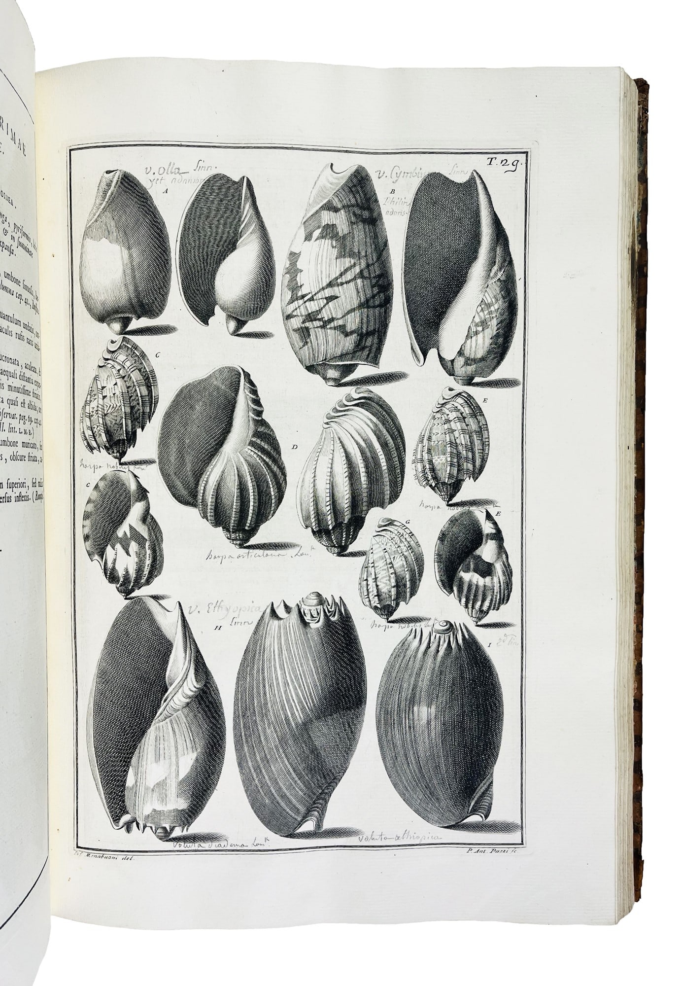 Conchology. GUALTIERI. Index Testarum Conchyliorum. (1 of 3)