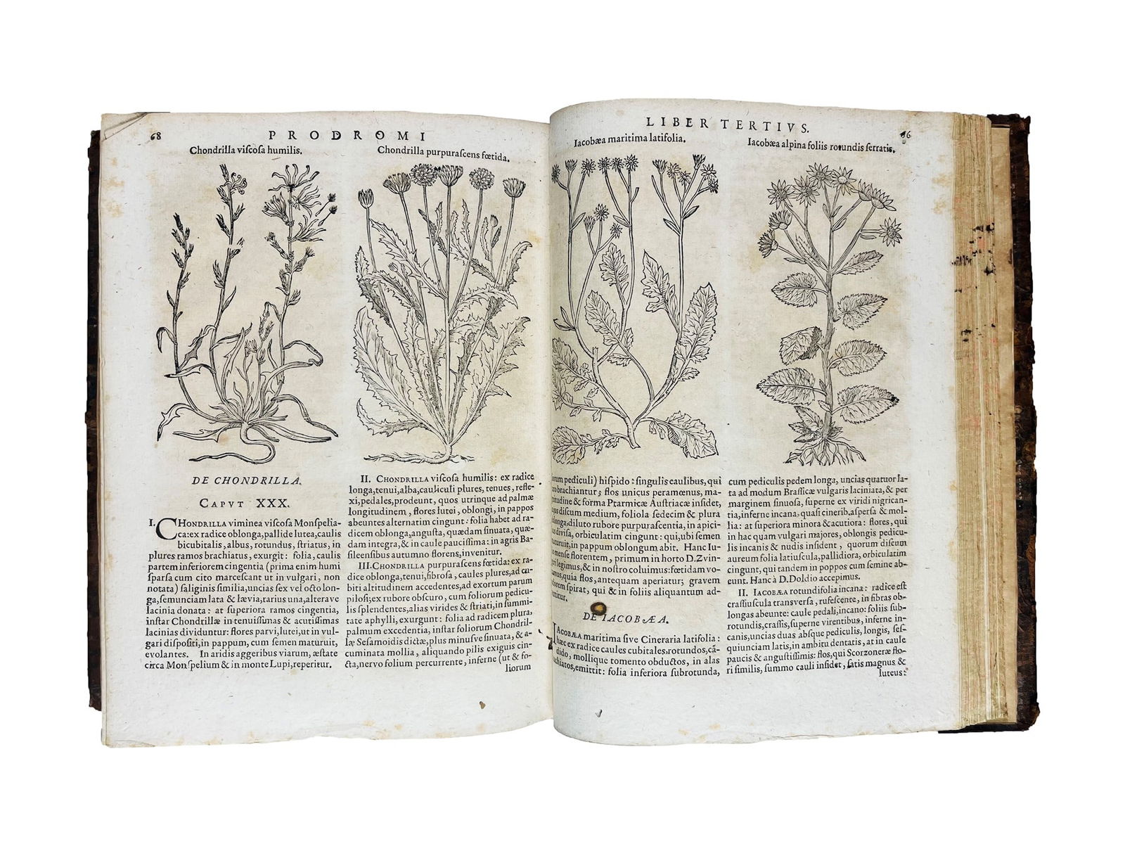 Botany. BAUHIN. Pinax Theatri Botanici.: BAUHIN, Kaspar. Pinax Theatri Botanici sive Index in Theophrasti Dioscoridis Plinii et Botanicorum qui à seculo scripserunt opera Plantarum circiter sex millium ab ipsis exhibitarum nomina cum ea