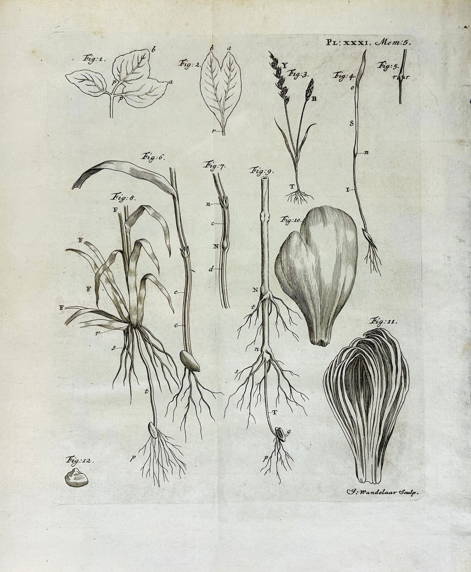 Botany. BONNET. Recherches sur l'usage des feuilles dans les plantes. (1 of 1)