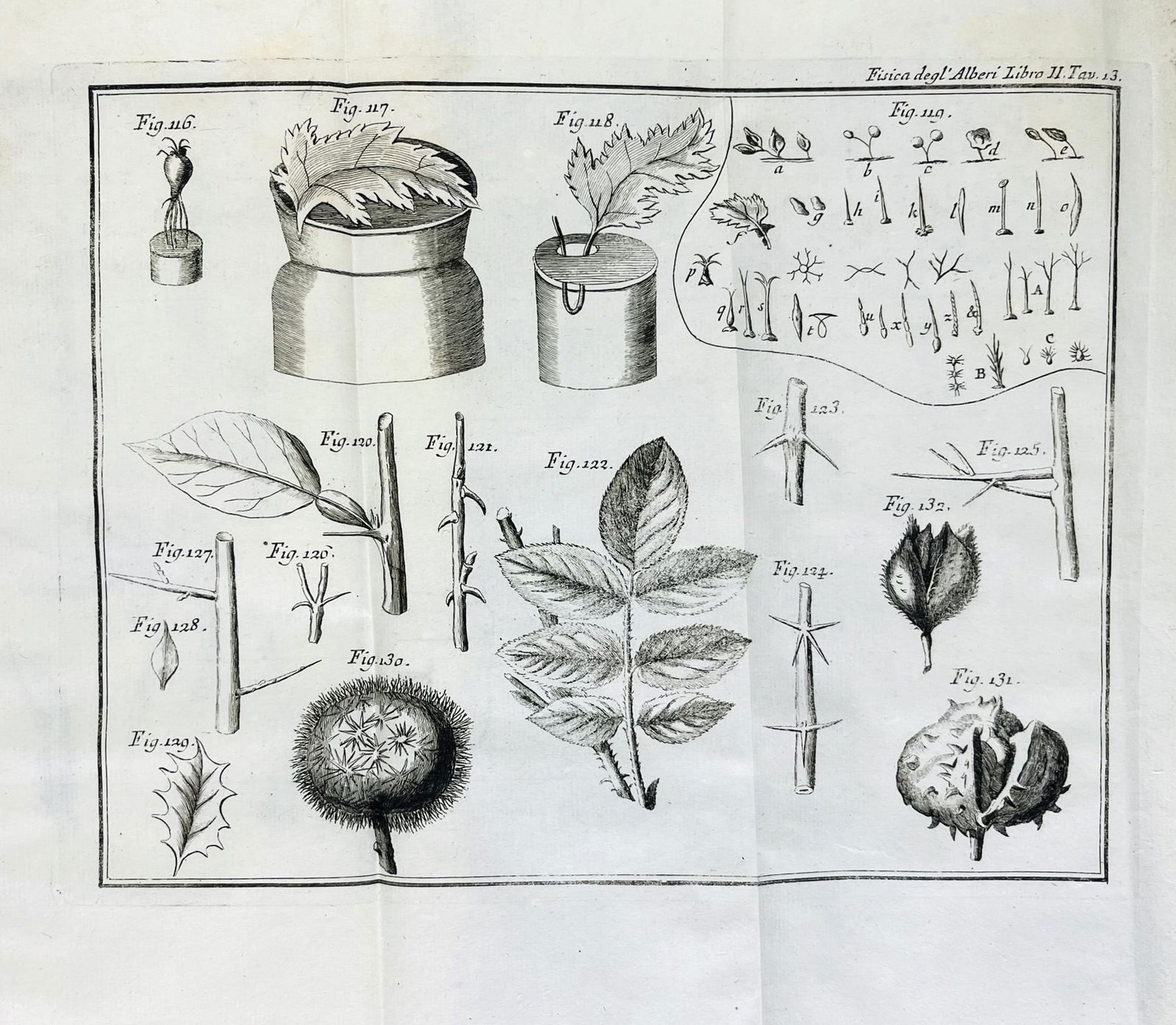 Botany. DUHAMEL. La Fisica degli Alberi. (1 of 1)