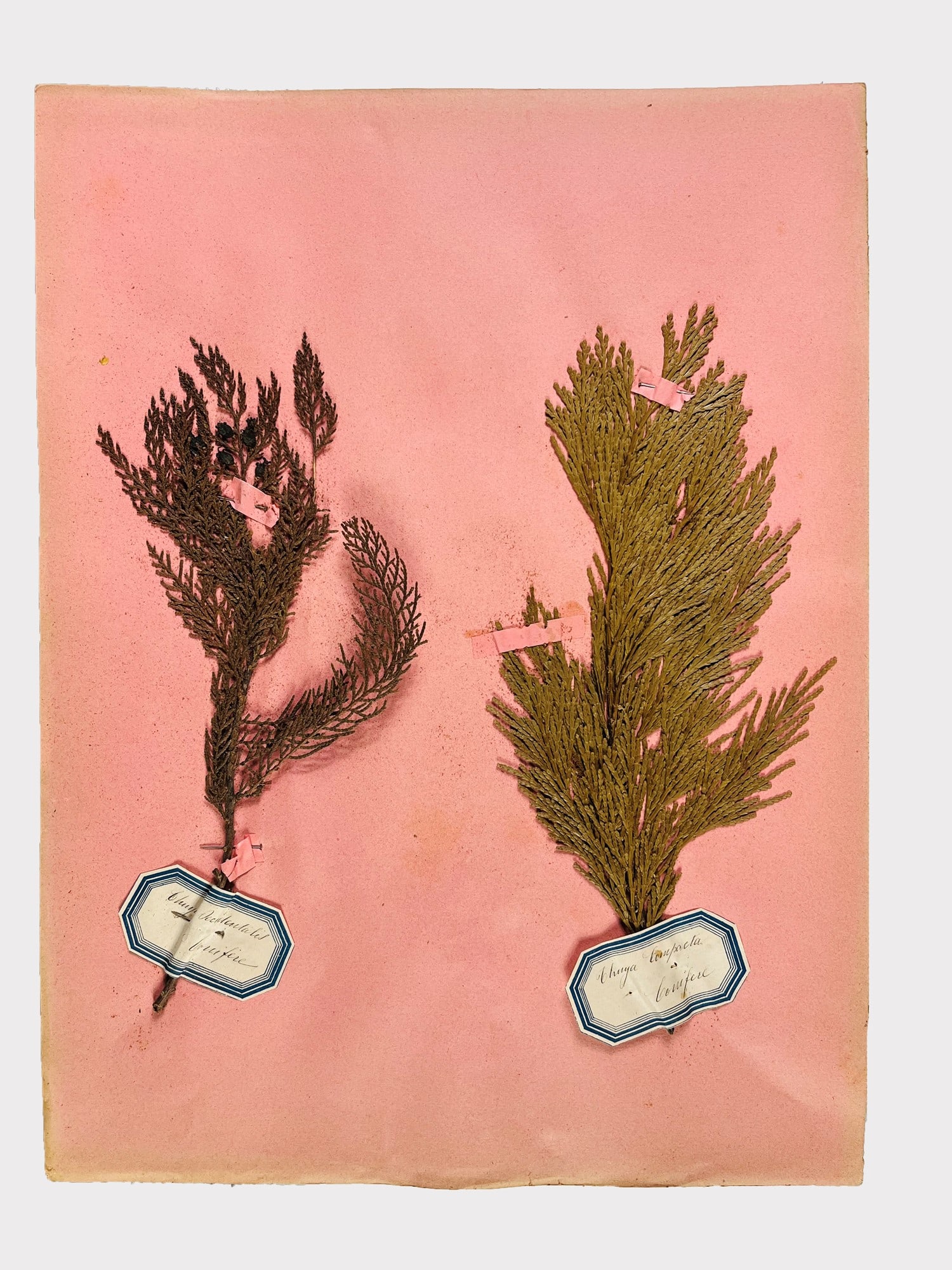 ERBARIO ITALIANO del XIX Secolo.: ERBARIO ITALIANO del XIX Secolo.In-folio. 435x320 mm. Legatura coeva in cartonato marmorizzato, sul piatto anteriore un riquadro in rosso con decorazioni floreali dipinte a tempera e titolo e nome del