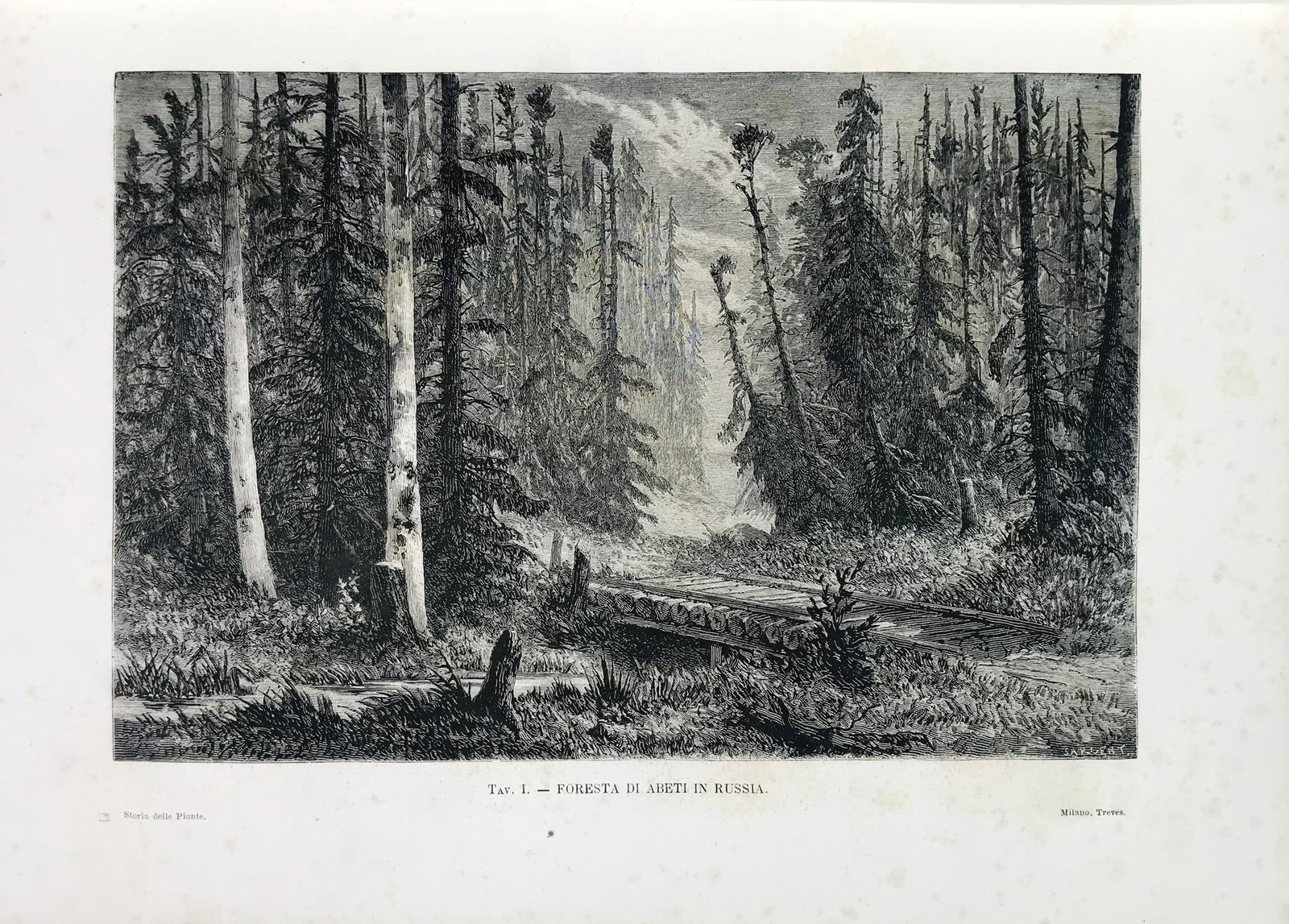 Botany. FIGUIER. Storia delle piante. (1 of 1)