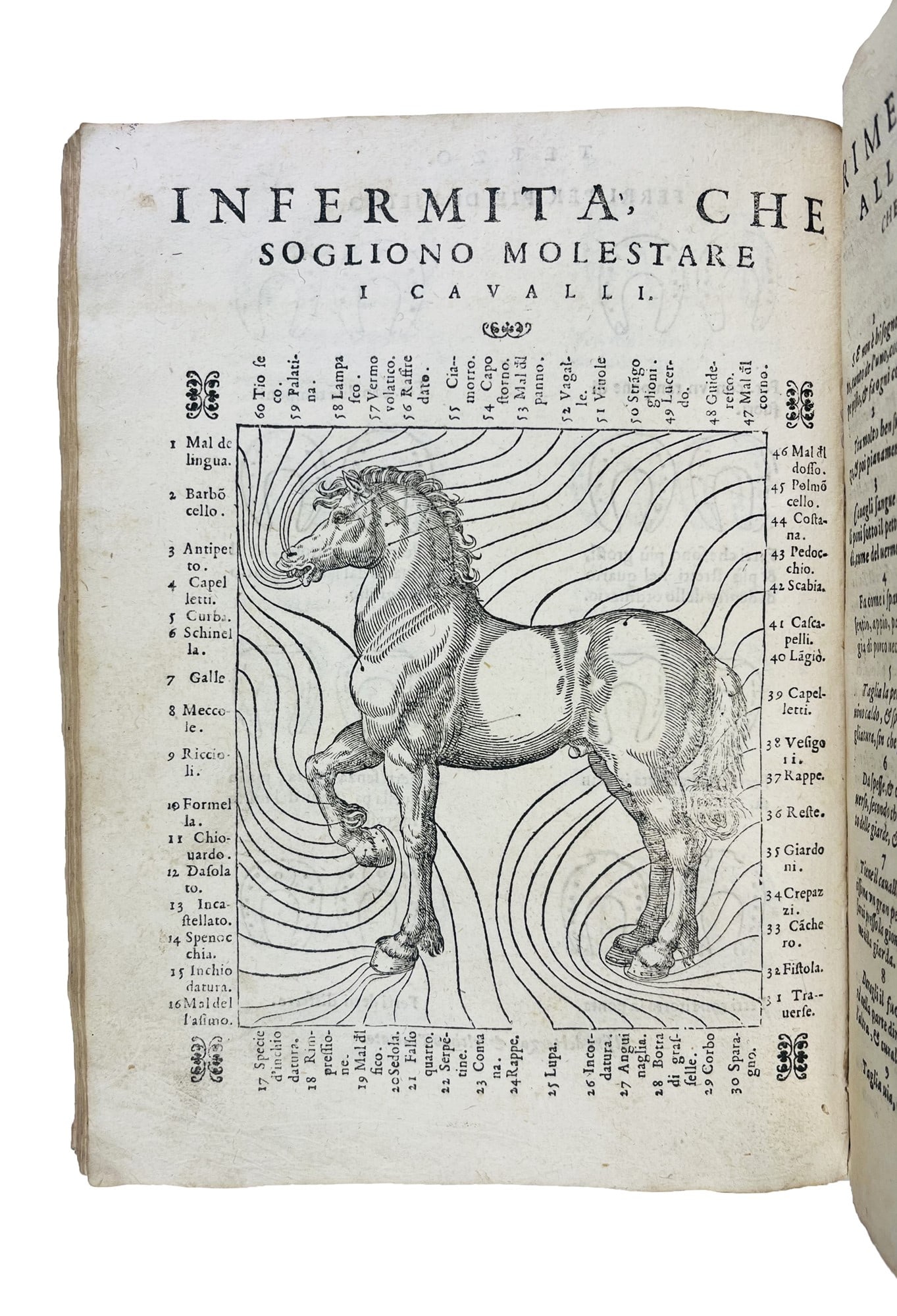 Horse. FIASCHI - SCACCO. Trattato dell'imbrigliare, atteggiare & ferrare caualli - Trattato di (1 of 5)