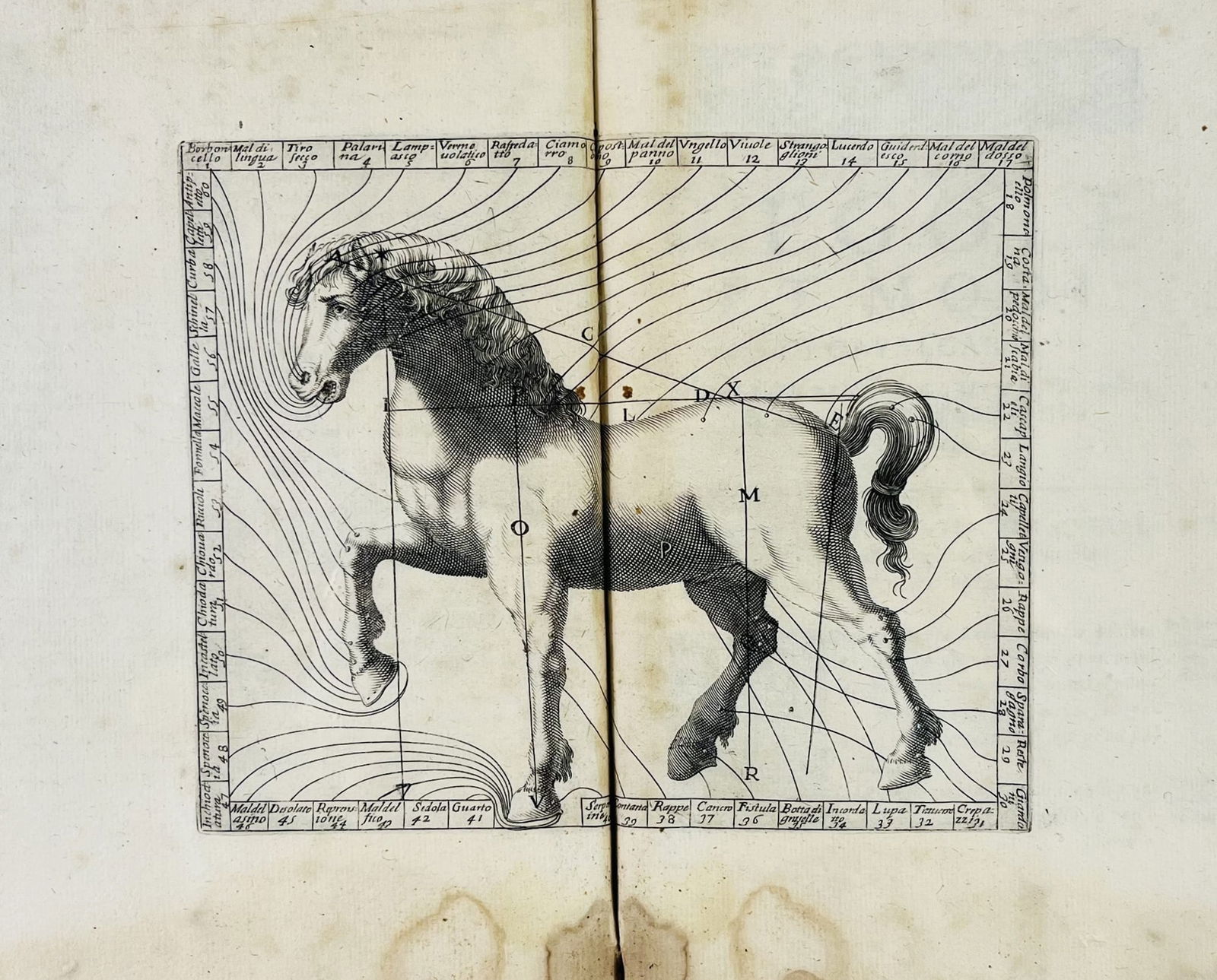 Horseriding. PALMIERI. Perfette regole, et modi di cavalcare. (1 of 1)