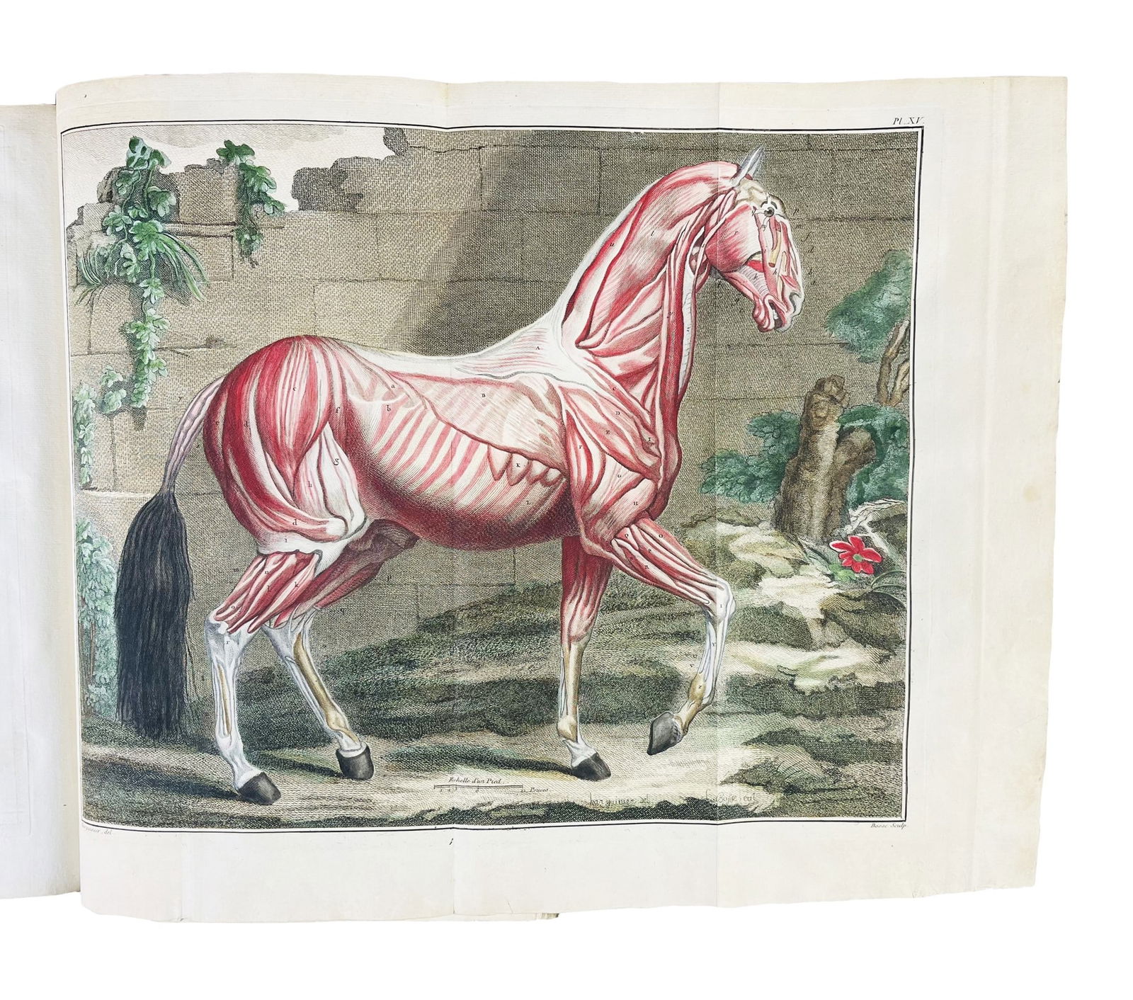 Horse. LAFOSSE. Cours d'hippiatrique, ou Traité complet de la médecine des chevaux. (1 of 2)