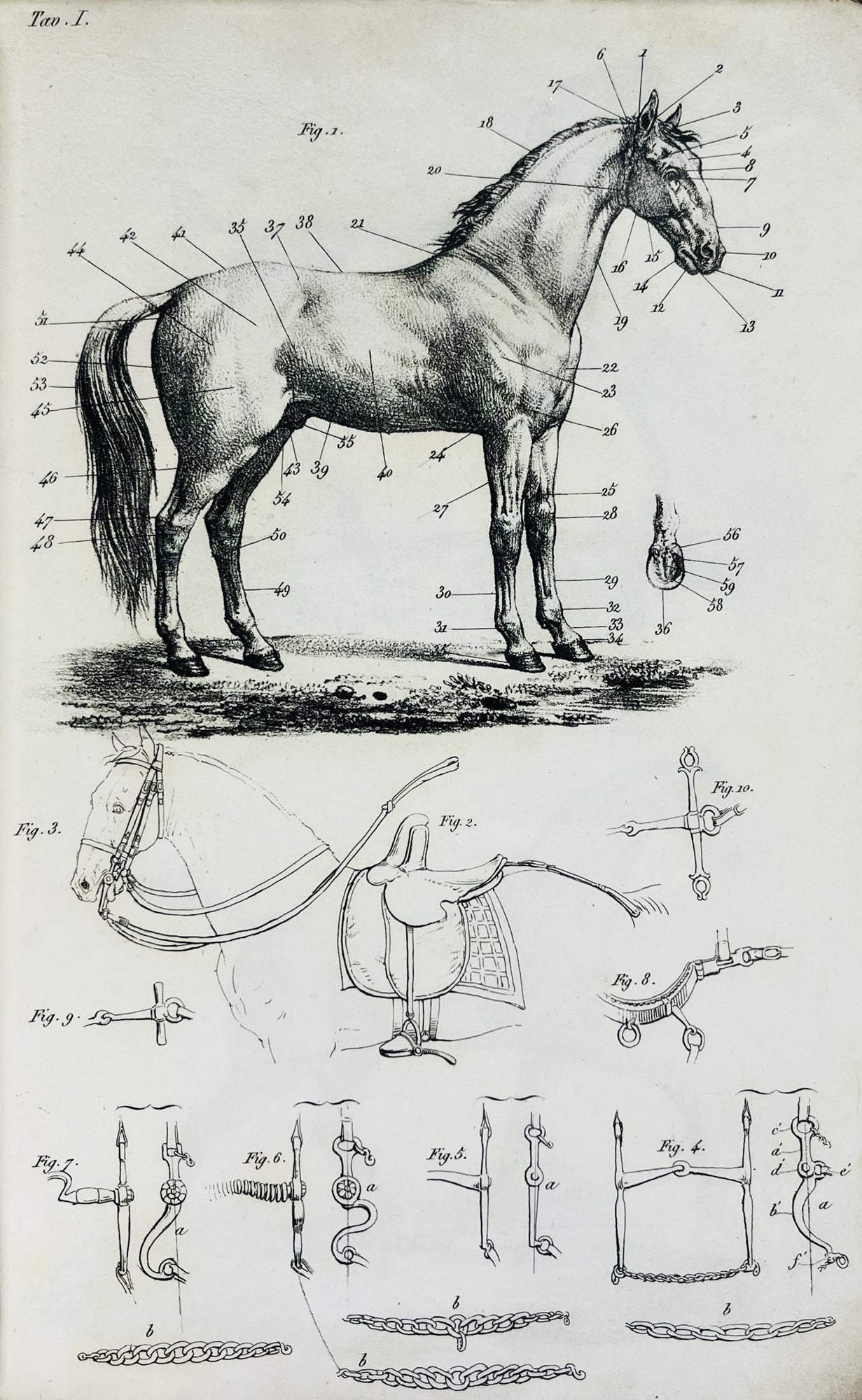 Horse. Breve esposizione di alcuni precetti sull'arte dell'equitazione da proporsi alle donne. (1 of 1)