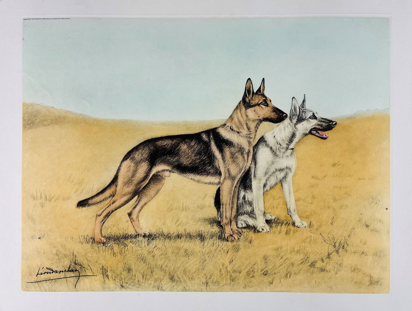 DANCHIN. Two Alsatian Shepherd Dogs in a Field. (1 of 1)