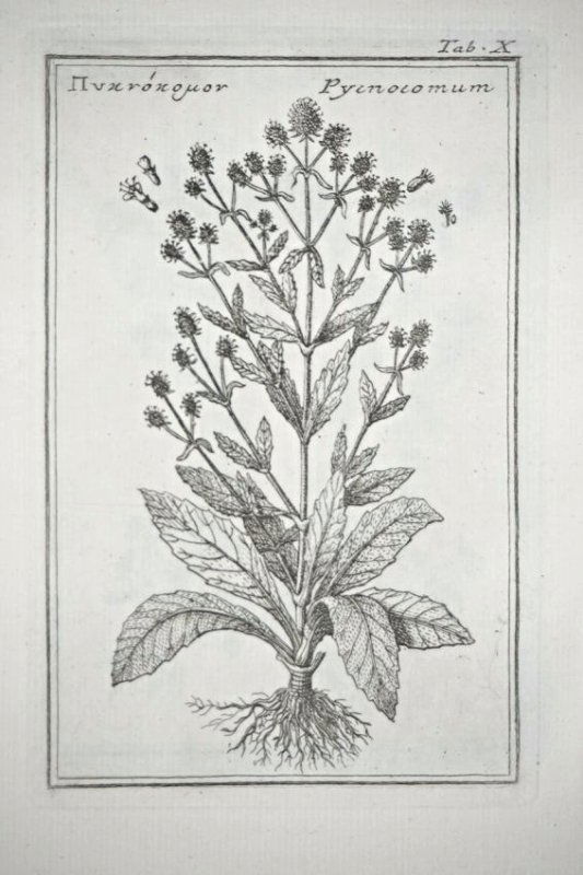 COLONNA, Fabio. Fabii Columnae Lyncei Phytobasanos (1 of 5)