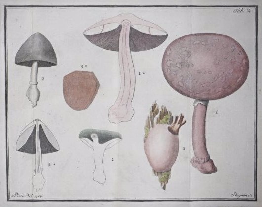 [Mushrooms] PICCO. Melethemata Inauguralia: [Mushrooms] PICCO Vittorio. Melethemata Inauguralia: De Fungorum generatione - De Fungis - Deglutitionis organa - De deglutitione - De symptomatibus quae fungorum venenatorum esum consequi solent - De