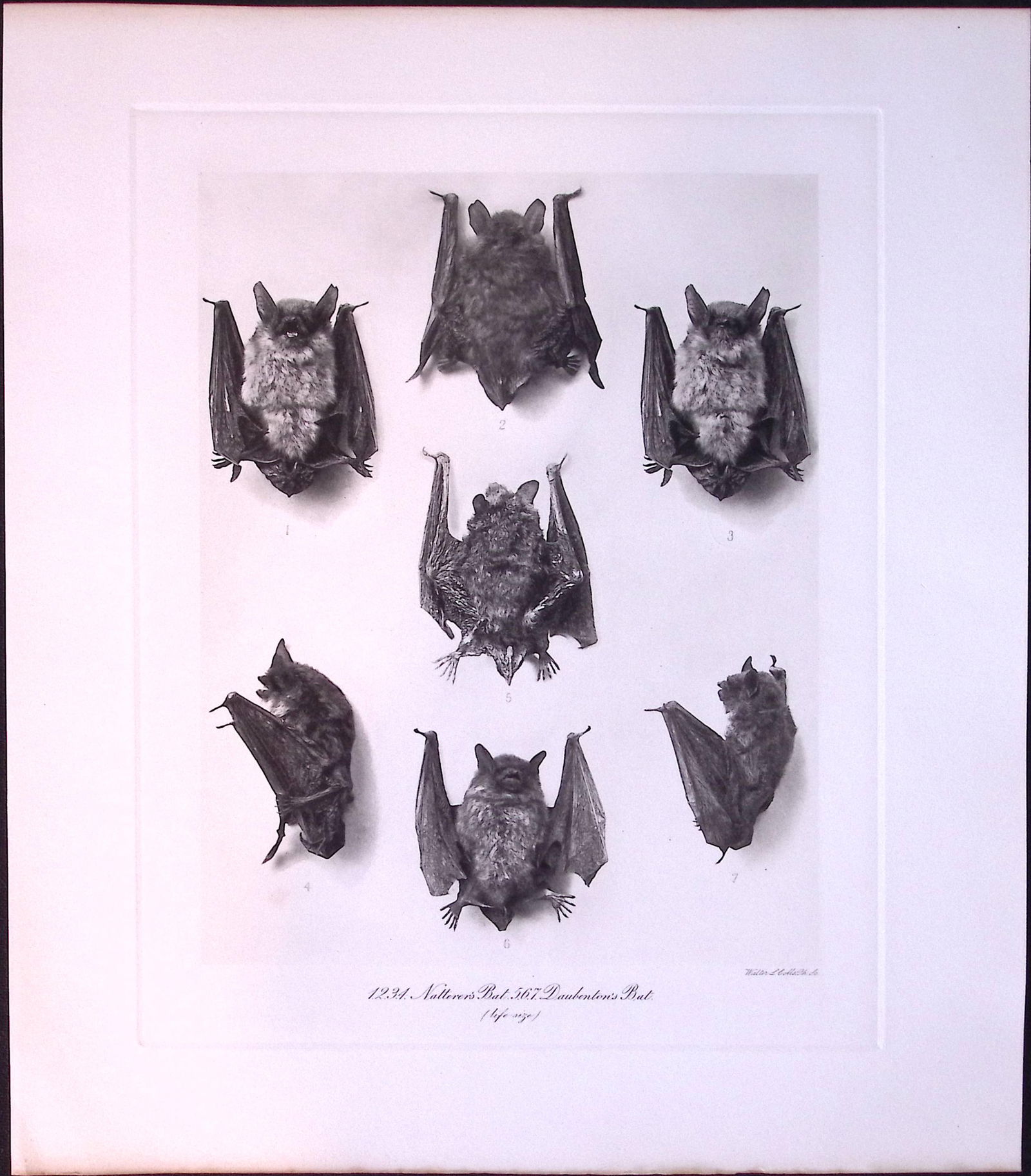 Natterers & Daubentons Bats Rare Limited-Edition J.G. Millais Heliogravure Print. (1 of 3)