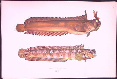 Yarrell’s Blenny Fish Antique 1877 J. Couch Woodblock Scarce Engraving-242: Title: Yarrell&#8217;s Blenny Fish Antique 1877 J. Couch Woodblock Scarce Engraving-242 Description:  This Antique Original Coloured Woodblock Engraving Was Removed from An Edition of