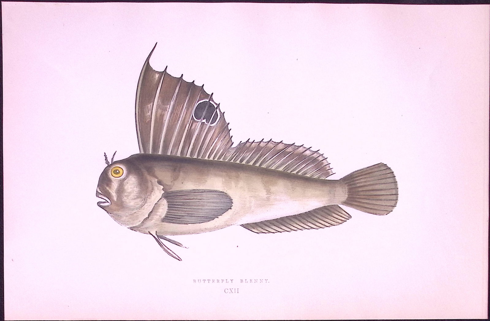 Butterfly Blenny Fish Antique 1877 J. Couch Woodblock Scarce Engraving-240: Title: Butterfly Blenny Fish Antique 1877 J. Couch Woodblock Scarce Engraving-240 Description: This Antique Original Coloured Woodblock Engraving Was Removed from An Edition of. <
