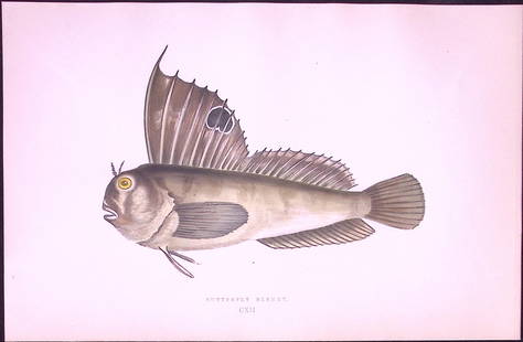 Butterfly Blenny Fish Antique 1877 J. Couch Woodblock Scarce Engraving-240: Title: Butterfly Blenny Fish Antique 1877 J. Couch Woodblock Scarce Engraving-240 Description:  This Antique Original Coloured Woodblock Engraving Was Removed from An Edition of. <