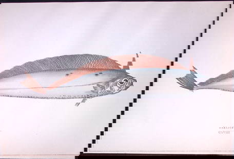 Deal Fish Antique 1877 J. Couch Woodblock Scarce Engraving-246: Title: Deal Fish Antique 1877 J. Couch Woodblock Scarce Engraving-246 Description:  This Antique Original Coloured Woodblock Engraving Was Removed from An Edition of.