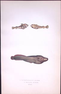 Doubly Spotted & Cornish Suckers Antique 1877 J. Couch Woodblock Engraving-250: Title: Doubly Spotted &amp; Cornish Suckers Antique 1877 J. Couch Woodblock Engraving-250 Description:  This Antique Original Coloured Woodblock Engraving Was Removed from An Edition
