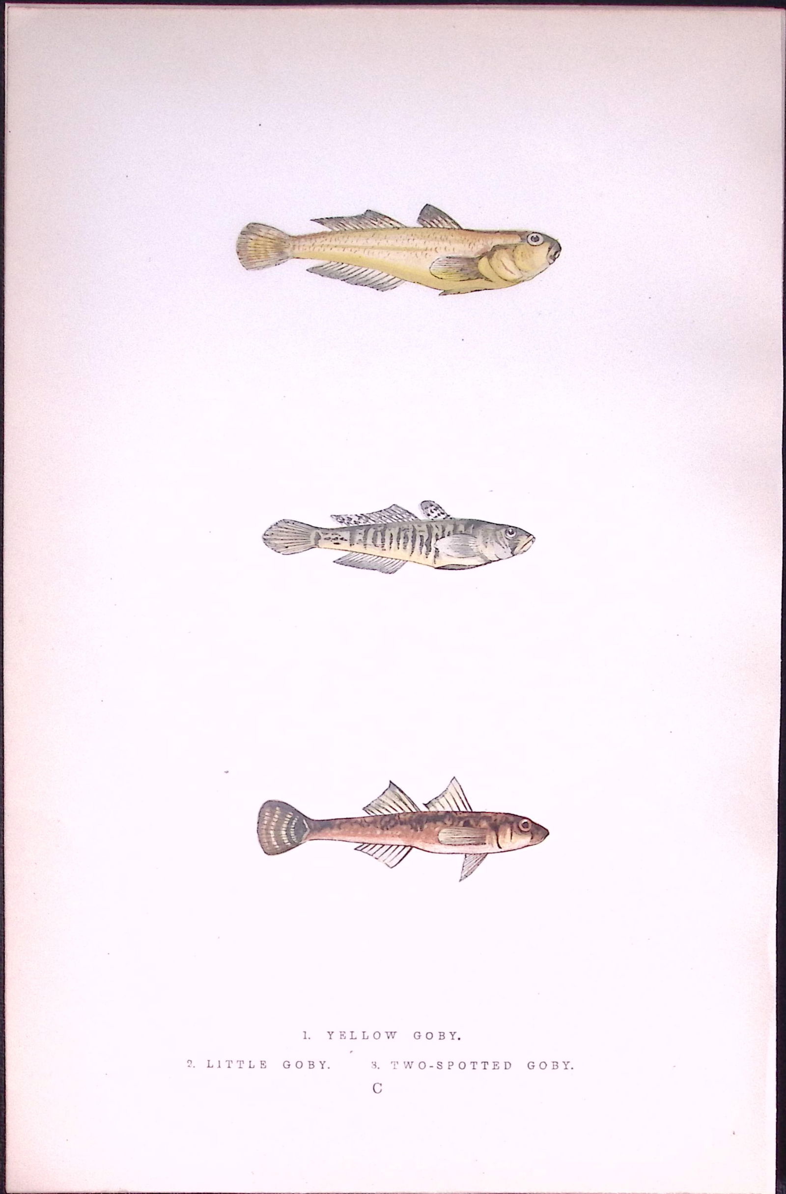 Yellow, Little, Two- Spotted, Goby Fish Antique 1877 J. Couch Woodblock Engraving-232 (1 of 2)