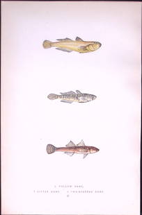 Yellow, Little, Two- Spotted, Goby Fish Antique 1877 J. Couch Woodblock Engraving-232: Title: Yellow, Little, Two- Spotted, Goby Fish Antique 1877 J. Couch Woodblock Engraving-232 Description:  This Antique Original Coloured Woodblock Engraving Was Removed from An Editi