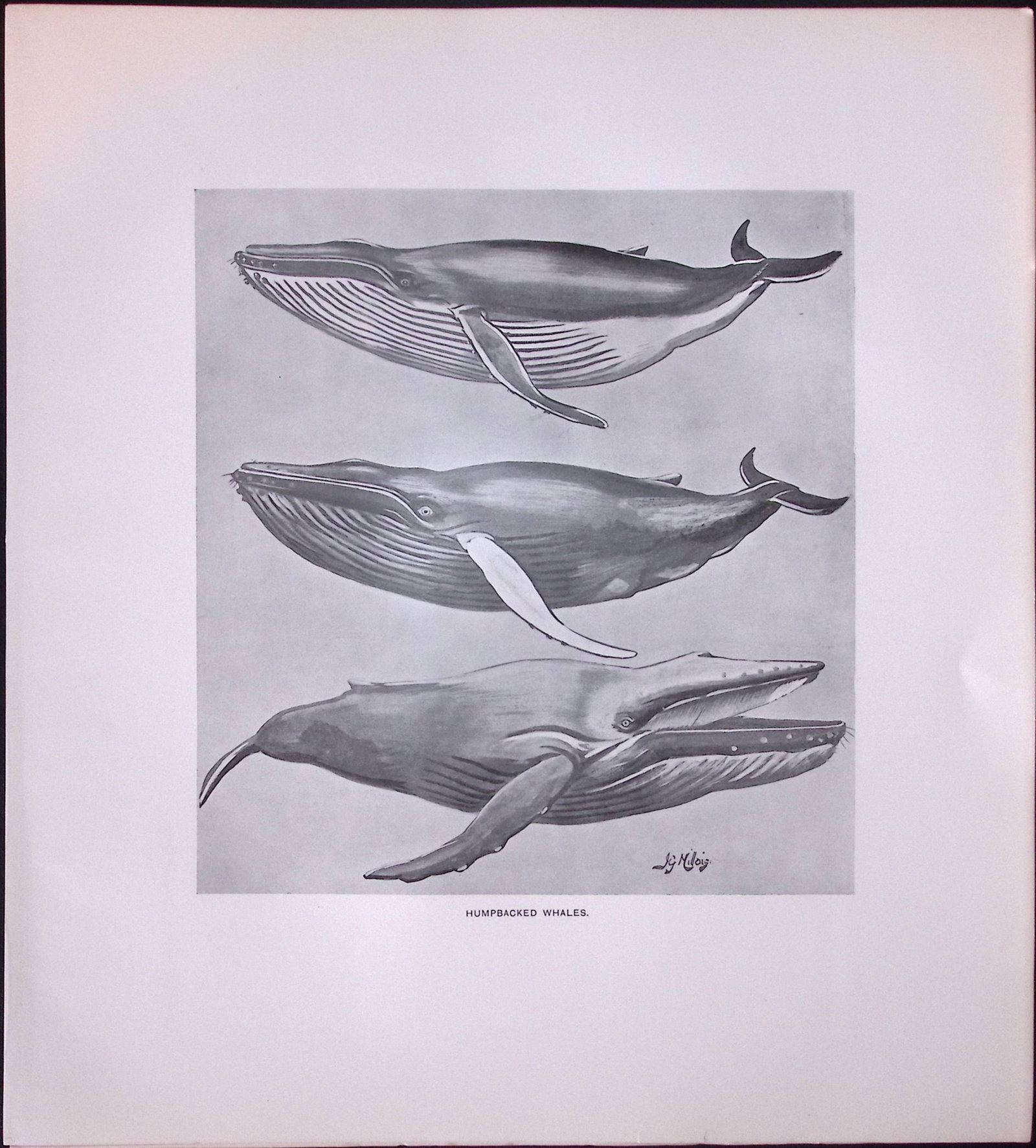 Humpback Whale Species Rare Limited-Edition J.G. Millais Antique Print.: Title: Humpback Whale Species Rare Limited-Edition J.G. Millais Antique Print. Description: This Rare First Edition Illustrated Print Has Been Removed from an Antique Edition.