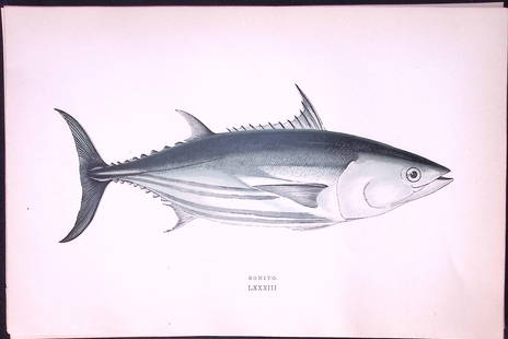 Bonito Fish Scarce Antique 1877 J. Couch Woodblock Engraving-223: Title: Bonito Fish Scarce Antique 1877 J. Couch Woodblock Engraving-223 Description:  This Antique Original Coloured Woodblock Engraving Was Removed from An Edition of.