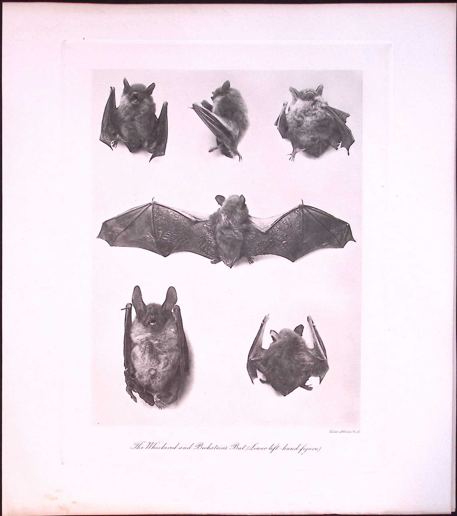 Whiskered & Bechstein’s Bats Rare Limited-Edition J.G. Millais Heliogravure Print. (1 of 3)
