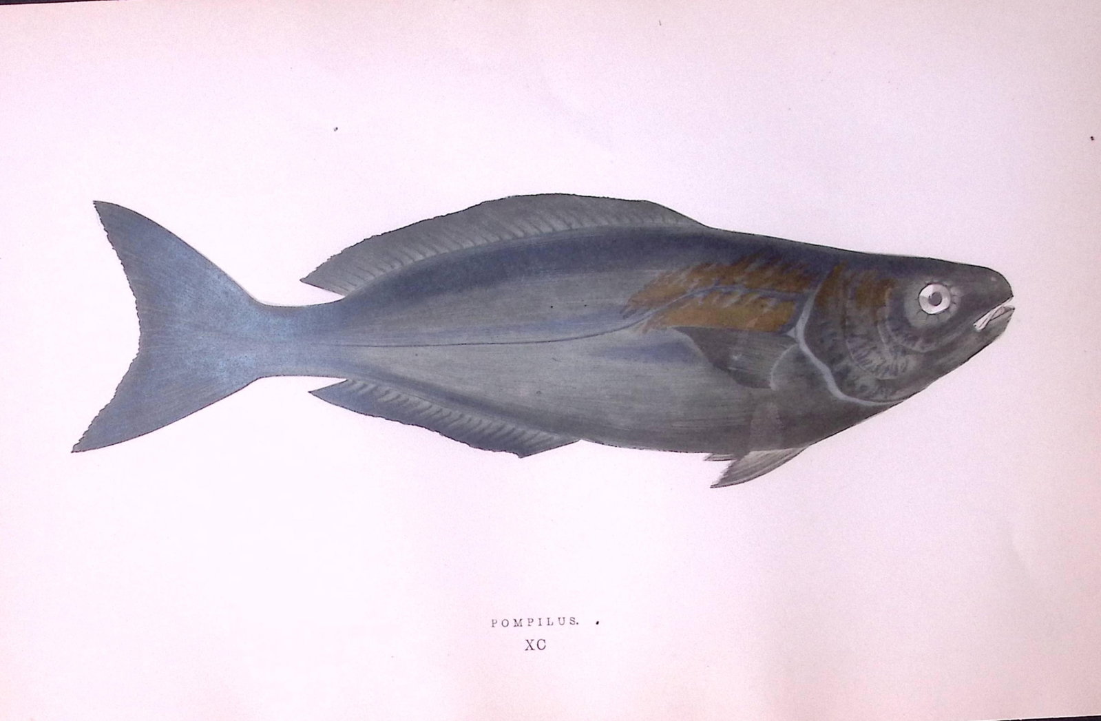 Pompilus Fish Scarce Antique 1877 J. Couch Woodblock Engraving-215: Title: Pompilus Fish Scarce Antique 1877 J. Couch Woodblock Engraving-215 Description: Pompilus Fish Scarce Antique 1877 J. Couch Woodblock Engraving-215 Thi