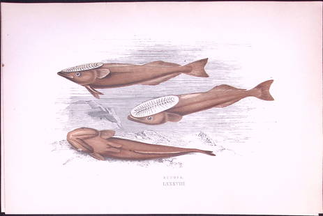 Remora Fish Scarce Antique 1877 J. Couch Woodblock Engraving-228: Title: Remora Fish Scarce Antique 1877 J. Couch Woodblock Engraving-228 Description:  This Antique Original Coloured Woodblock Engraving Was Removed from An Edition of.