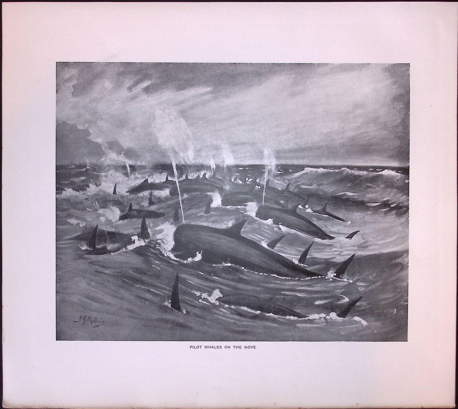 Pilot Whales On The Move Rare Limited-Edition J.G. Millais Antique Print. (1 of 3)