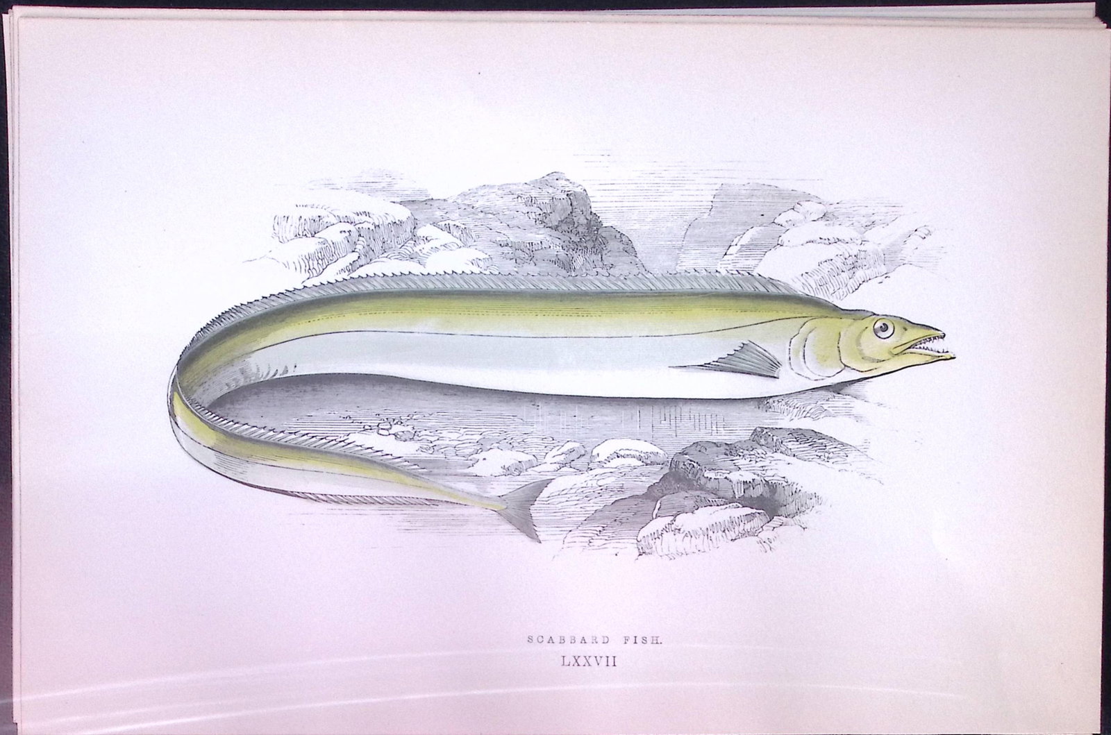 Scabbard Fish Scarce Antique 1877 J. Couch Woodblock Engraving-220: Title: Scabbard Fish Scarce Antique 1877 J. Couch Woodblock Engraving-220 Description: This Antique Original Coloured Woodblock Engraving Was Removed from An Edition of.