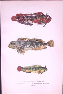 3- Species of Blenny Fish Antique 1877 J. Couch Woodblock Scarce Engraving-241: Title: 3- Species of Blenny Fish Antique 1877 J. Couch Woodblock Scarce Engraving-241 Description:  This Antique Original Coloured Woodblock Engraving Was Removed from An Edition of.<