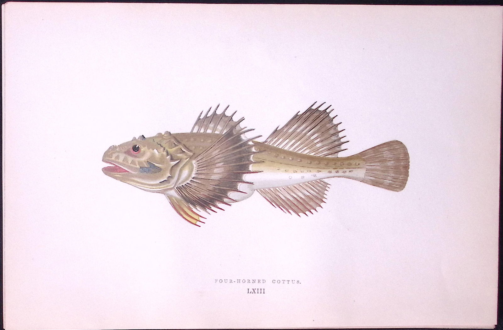 Four-Horned Cottus Fish Scarce Antique 1877 J. Couch Woodblock Engraving-208 (1 of 2)