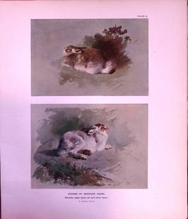 Studies of The Mountain Hare Rare Limited-Edition Antique JG Millais Print: Title: Studies of The Mountain Hare Rare Limited-Edition Antique JG Millais Print Description:  This Rare First Edition Illustrated Print Has Been Removed from an Antique Edition.