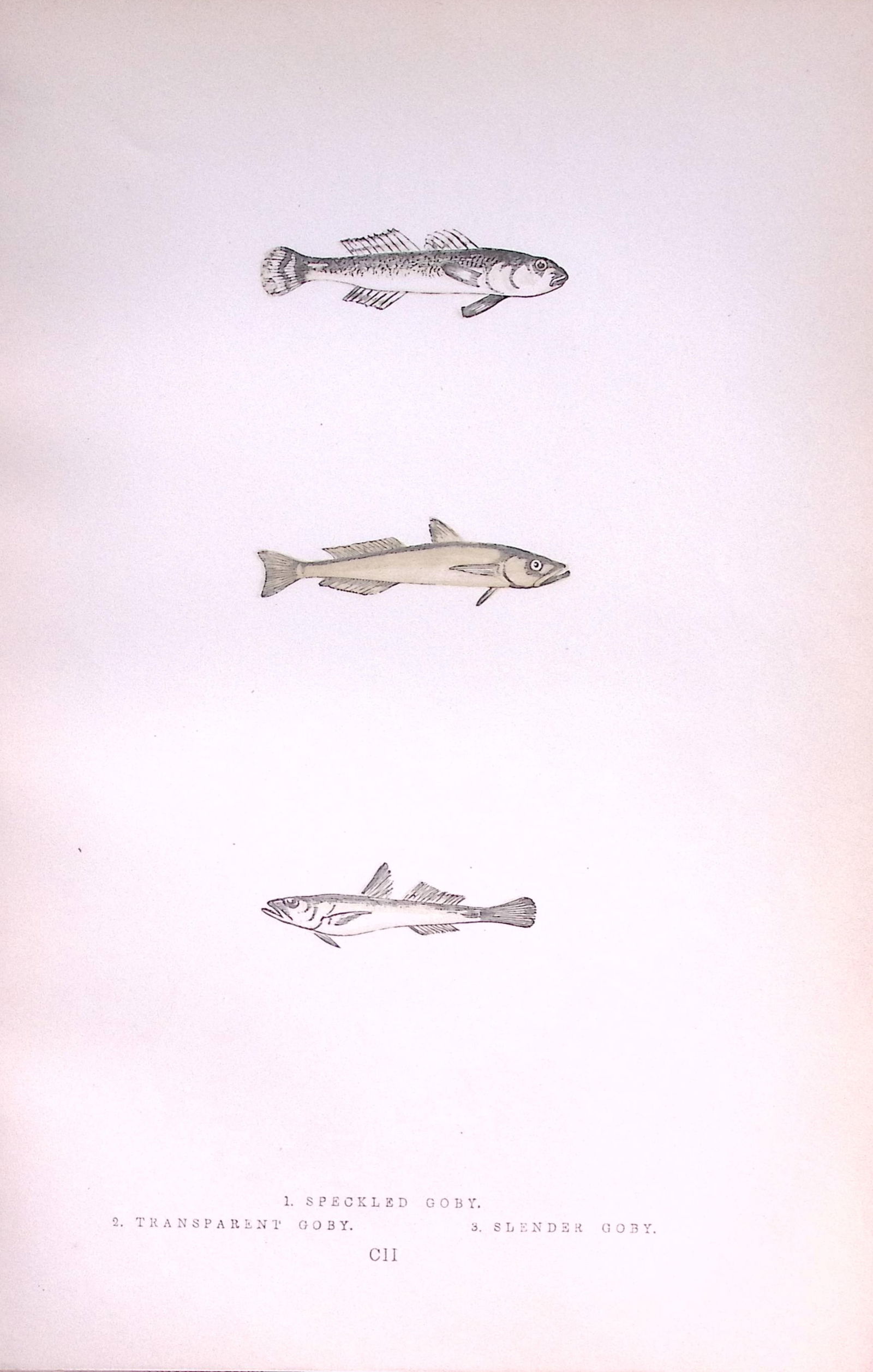 Speckled, Transparant Goby Fish Antique 1877 J. Couch Woodblock Engraving-233 (1 of 2)