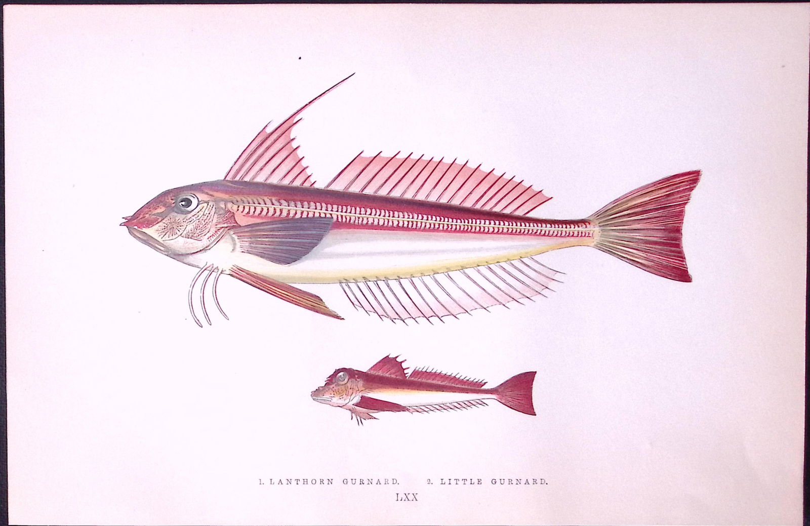 Lanthorn & Little Gunnard Fish Scarce Antique 1877 J. Couch Woodblock Engraving-211 (1 of 2)