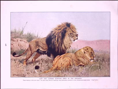 Lion & Lioness Sighting Prey Antique Double-Sided Colour Plate-36: Title: Lion &amp; Lioness Sighting Prey Antique Double-Sided Colour Plate-36 Description:  This Antique Double-Sided Colour Plate Was Removed from a 115-Year-Old Edition Of. </