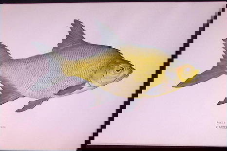 Lake Bream Fish Scarce Antique 1877 J. Couch Woodblock Engraving-27: Title: Lake Bream Fish Scarce Antique 1877 J. Couch Woodblock Engraving-27 Description:  This Antique Original Coloured Woodblock Engraving Was Removed from An Edition of.