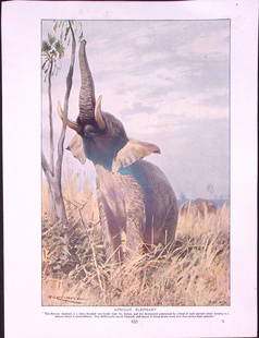 African Elephant & Two Toed Sloths Antique Double-Sided Colour Plate-46: Title: African Elephant &amp; Two Toed Sloths Antique Double-Sided Colour Plate-46 Description:  This Antique Double-Sided Colour Plate Was Removed from a 115-Year-Old Edition Of.