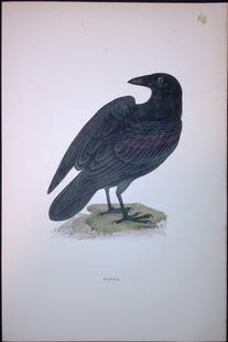 Raven Rev Morris Antique History of British Birds 130 Years-Old Engraving-35: Title: Raven Rev Morris Antique History of British Birds 130 Years-Old Engraving-35 Description:  This Chromolithographic Engraved Plate Has Been Removed from an Antique Edition of.