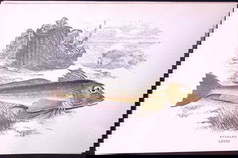 Gunnard Fish Scarce Antique 1877 J. Couch Woodblock Engraving-207: Title: Gunnard Fish Scarce Antique 1877 J. Couch Woodblock Engraving-207 Description:  This Antique Original Coloured Woodblock Engraving Was Removed from An Edition of.