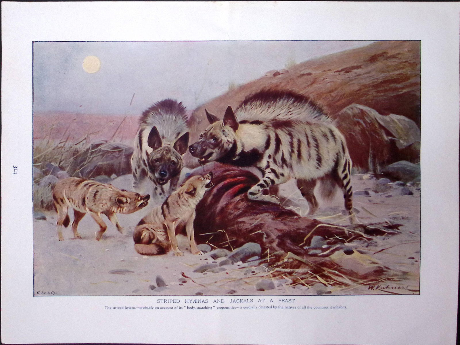 Hyenas, Jackals & Banded Mungoose Antique Double-Sided Colour Plate-29 (1 of 3)
