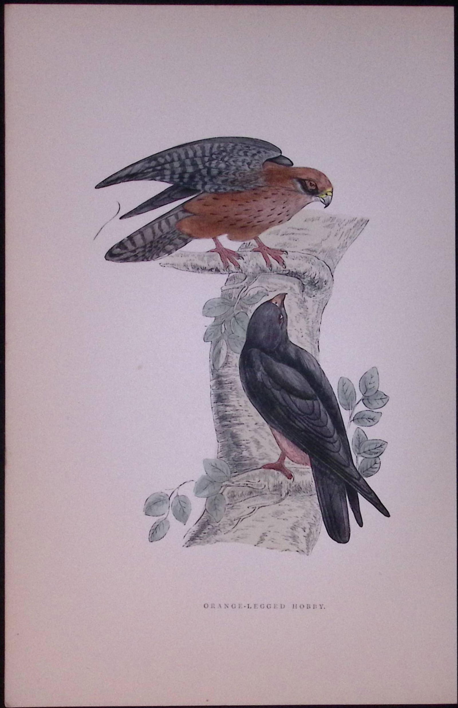 Orange Legged Hobby Rev Morris Antique History of British Birds 130 Years-Old Engraving-23 (1 of 2)