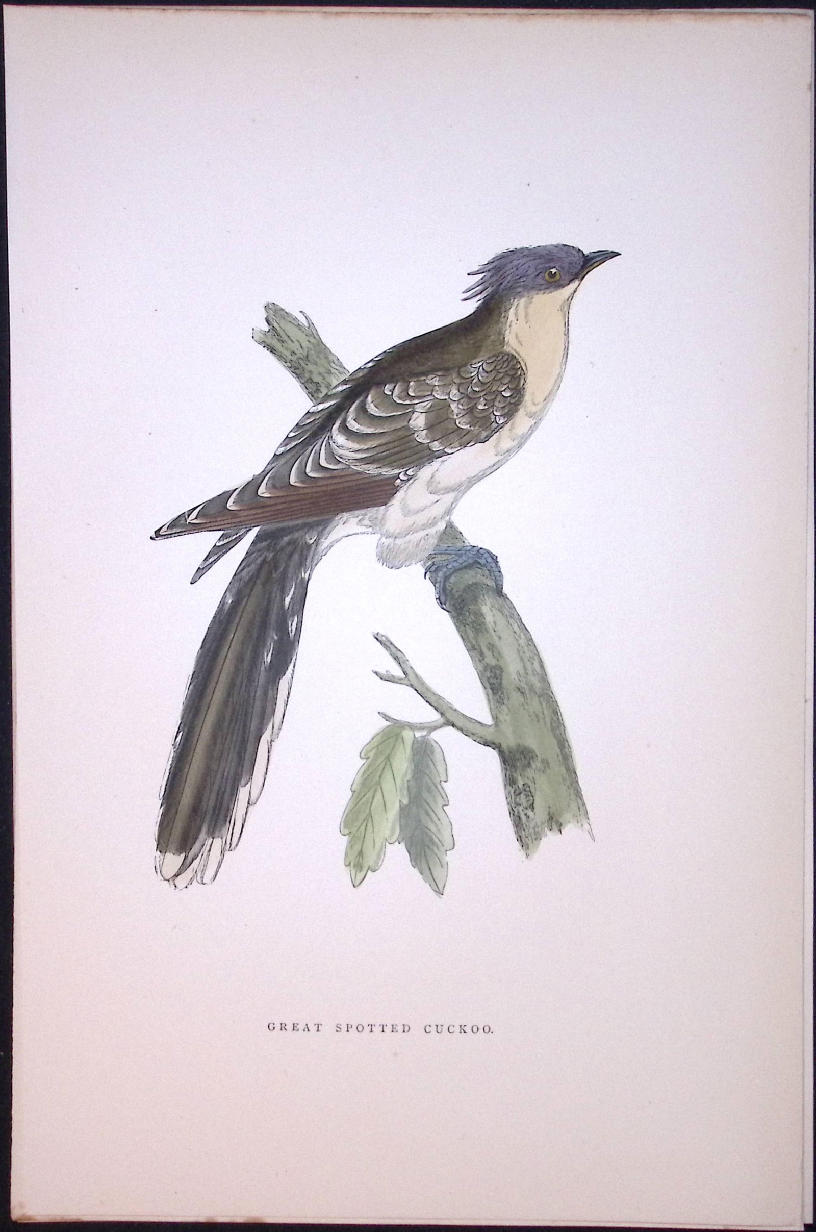 Great Spotted Cuckoo Rev Morris Antique History of British Birds 130 Years-Old Engraving-50: Title: Great Spotted Cuckoo Rev Morris Antique History of British Birds 130 Years-Old Engraving-50 Description: This Chromolithographic Engraved Plate Has Been Removed from an Antiqu